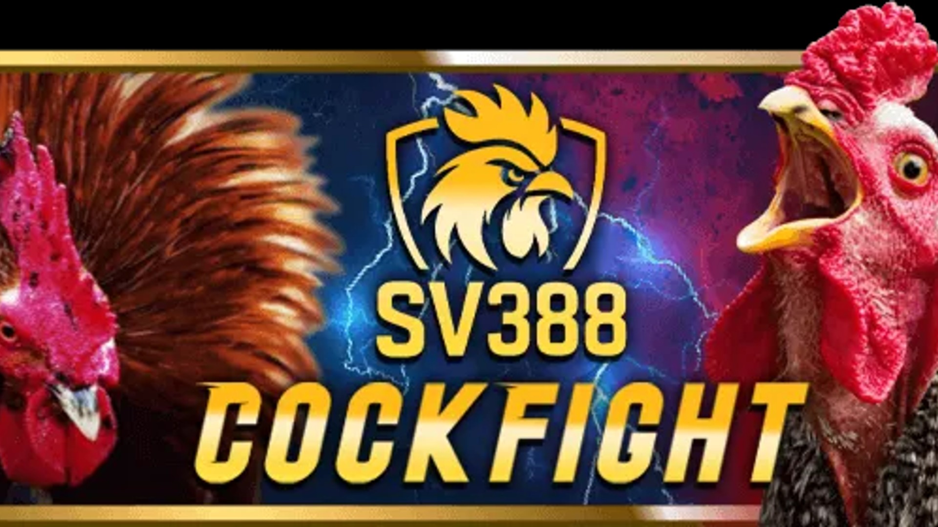 Hình ảnh chính về đá gà alo 789